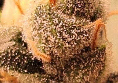 Tricomas de flores de cannabis
