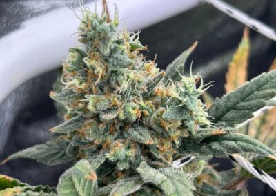 Flor Black Jack Hidroponia