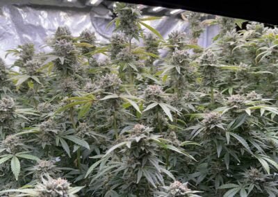 Cultivo hidroponico