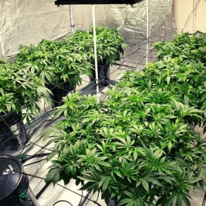 Resultados Bioproyect 1