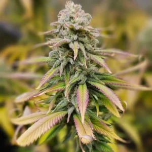 Resultados Bioproyect 4