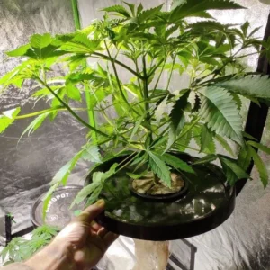 Resultados Bioproyect 6