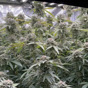 Resultados Hidroponia 2