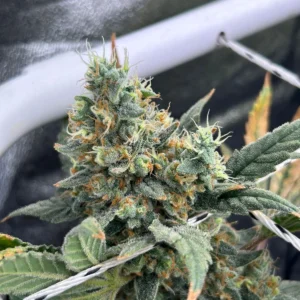 Resultados Hidroponia 3