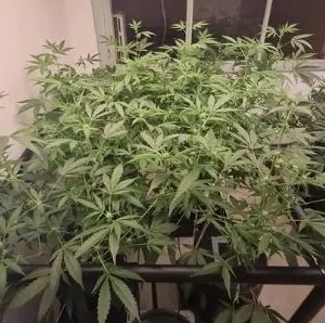 Resultados Quality Nutrition 3