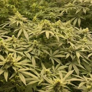 Resultados Quality Nutrition 1