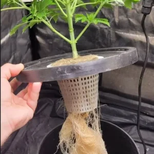 Resultados Quality Nutrition 4