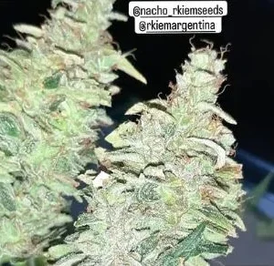 Resultados Quality Nutrition 5