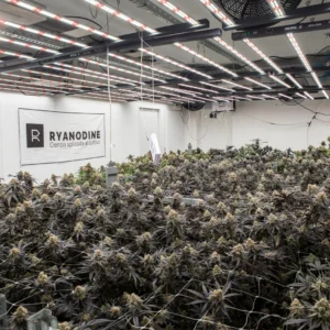 Resultados Ryanodine 1