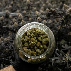 Resultados Ryanodine 3