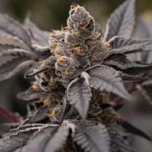 Resultados Ryanodine 5